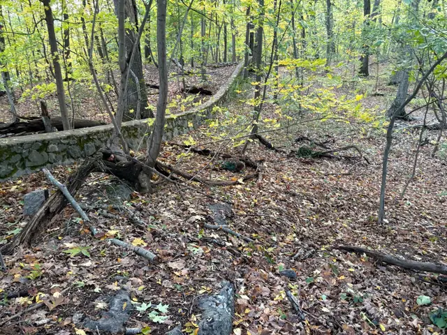 A stone wall and fallen leaves in the woods, with three kids hidden in plain sight.